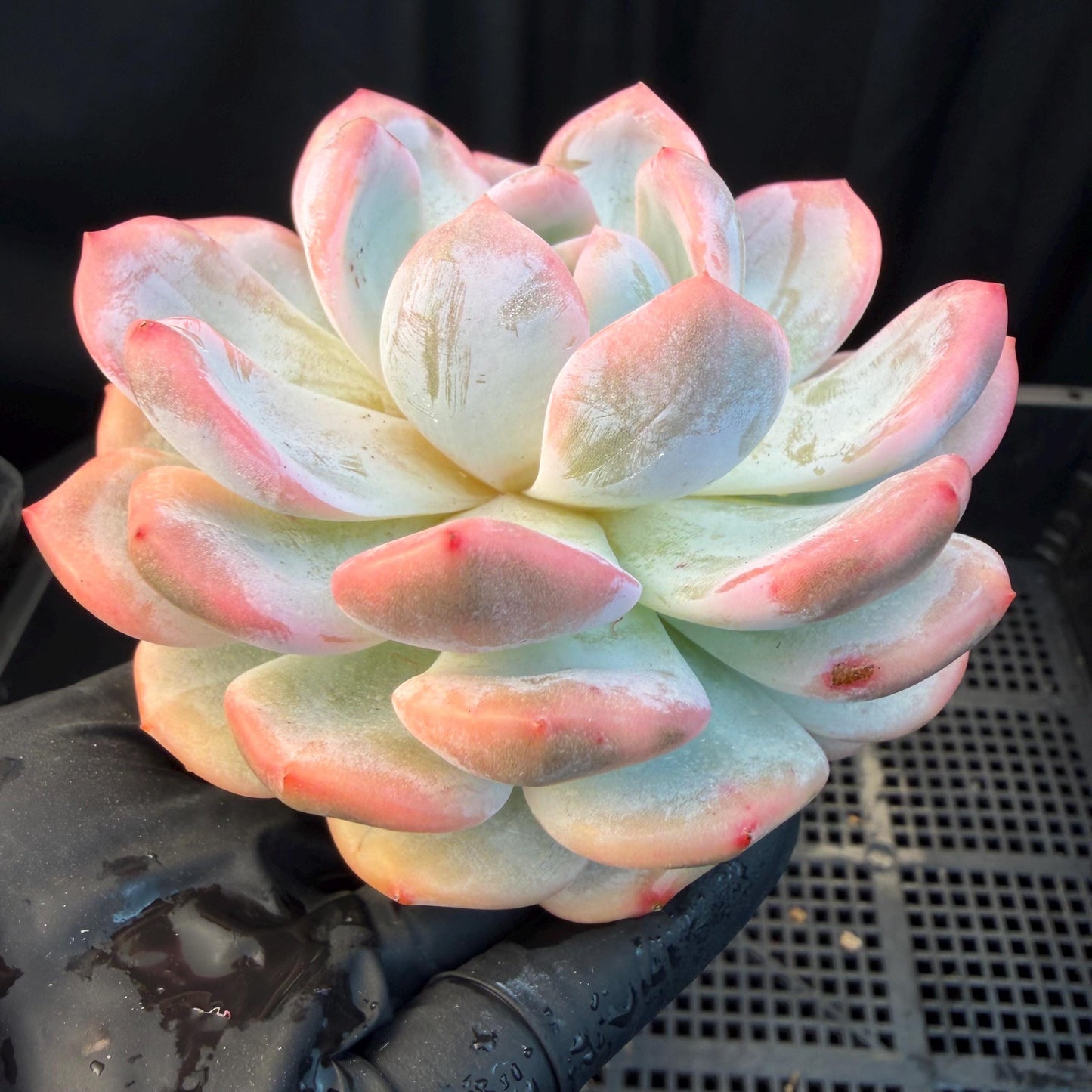 Echeveria  ‘Orange Monroe variegated', 2.7inches ,J05