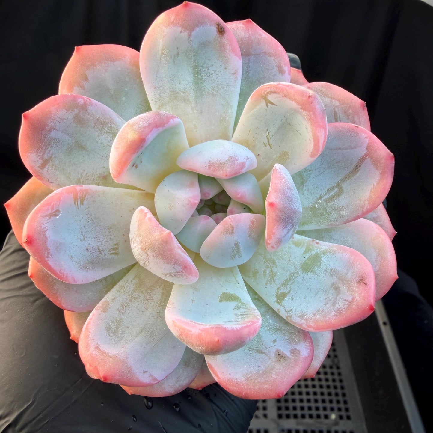 Echeveria  ‘Orange Monroe variegated', 2.7inches ,J05