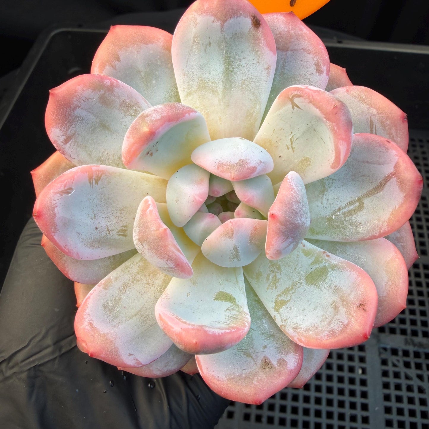 Echeveria  ‘Orange Monroe variegated', 2.7inches ,J05