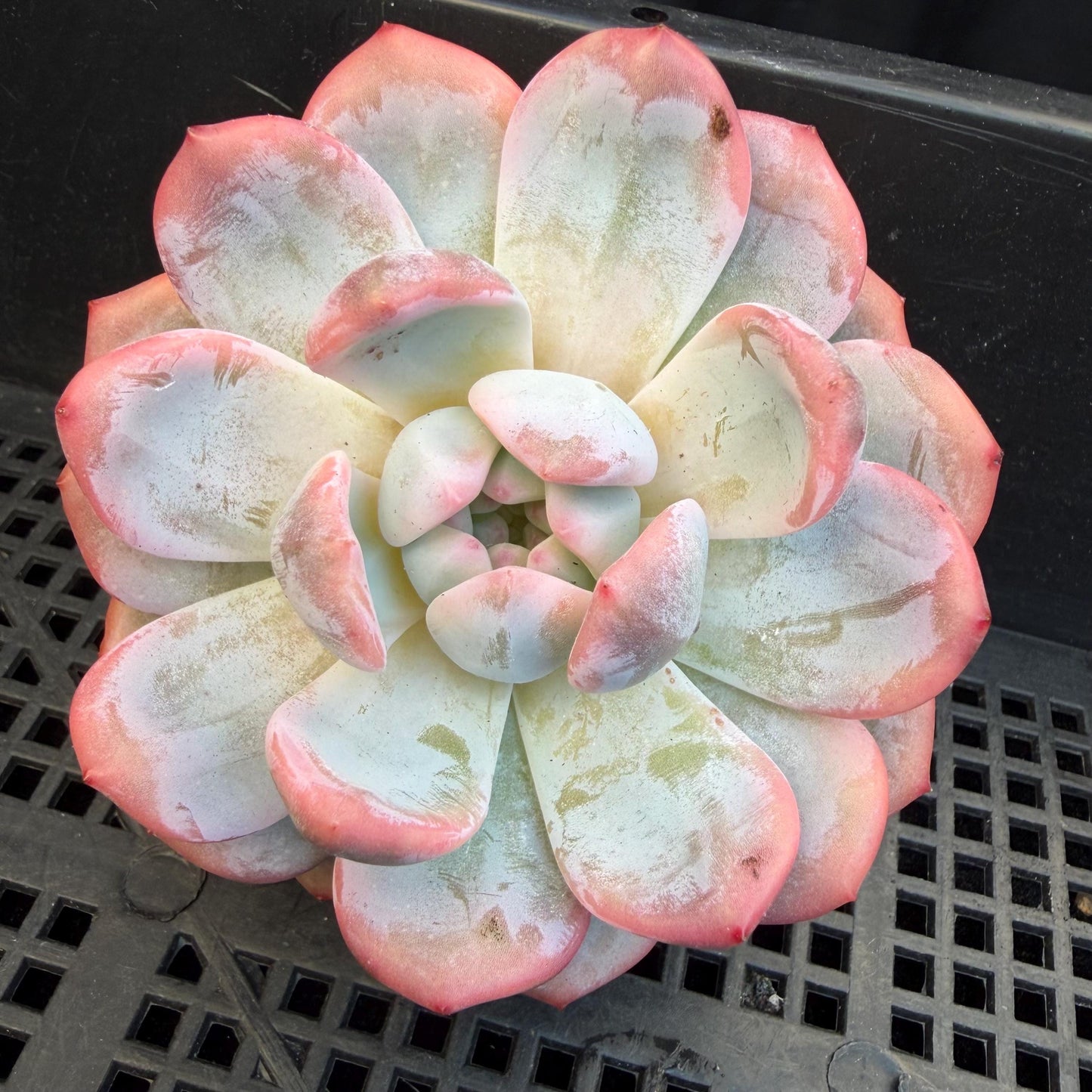 Echeveria  ‘Orange Monroe variegated', 2.7inches ,J05