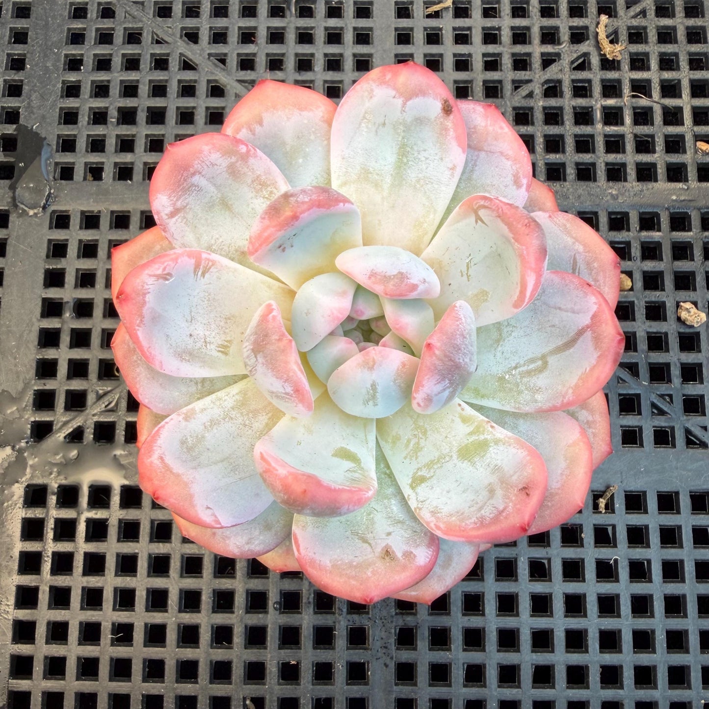 Echeveria  ‘Orange Monroe variegated', 2.7inches ,J05