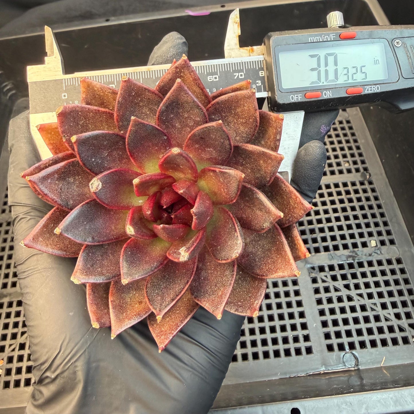 Echeveria  ‘black box', 3.5inches ,J09