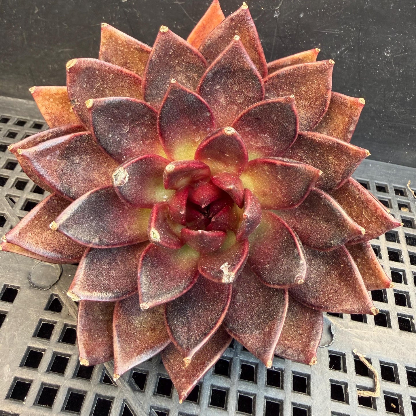 Echeveria  ‘black box', 3.5inches ,J09
