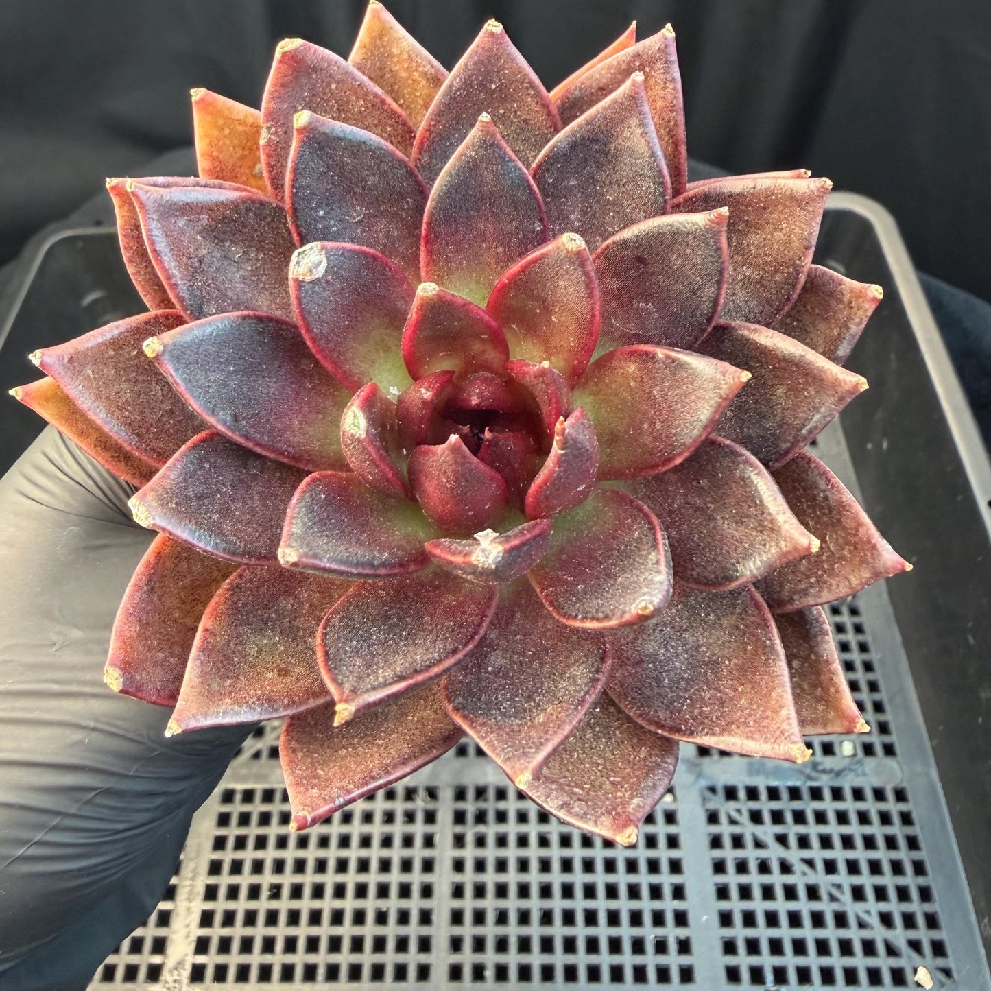 Echeveria  ‘black box', 3.5inches ,J09