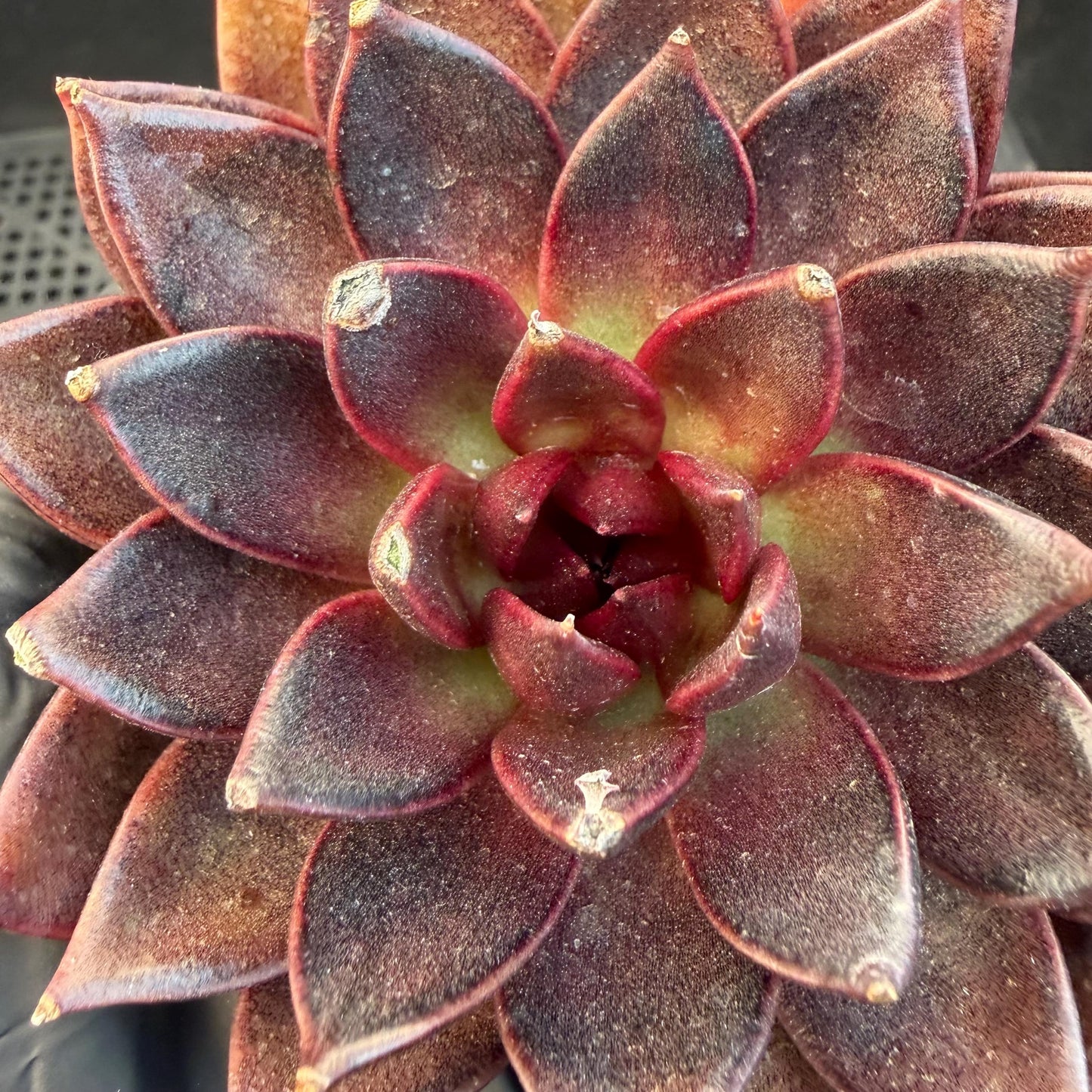 Echeveria  ‘black box', 3.5inches ,J09