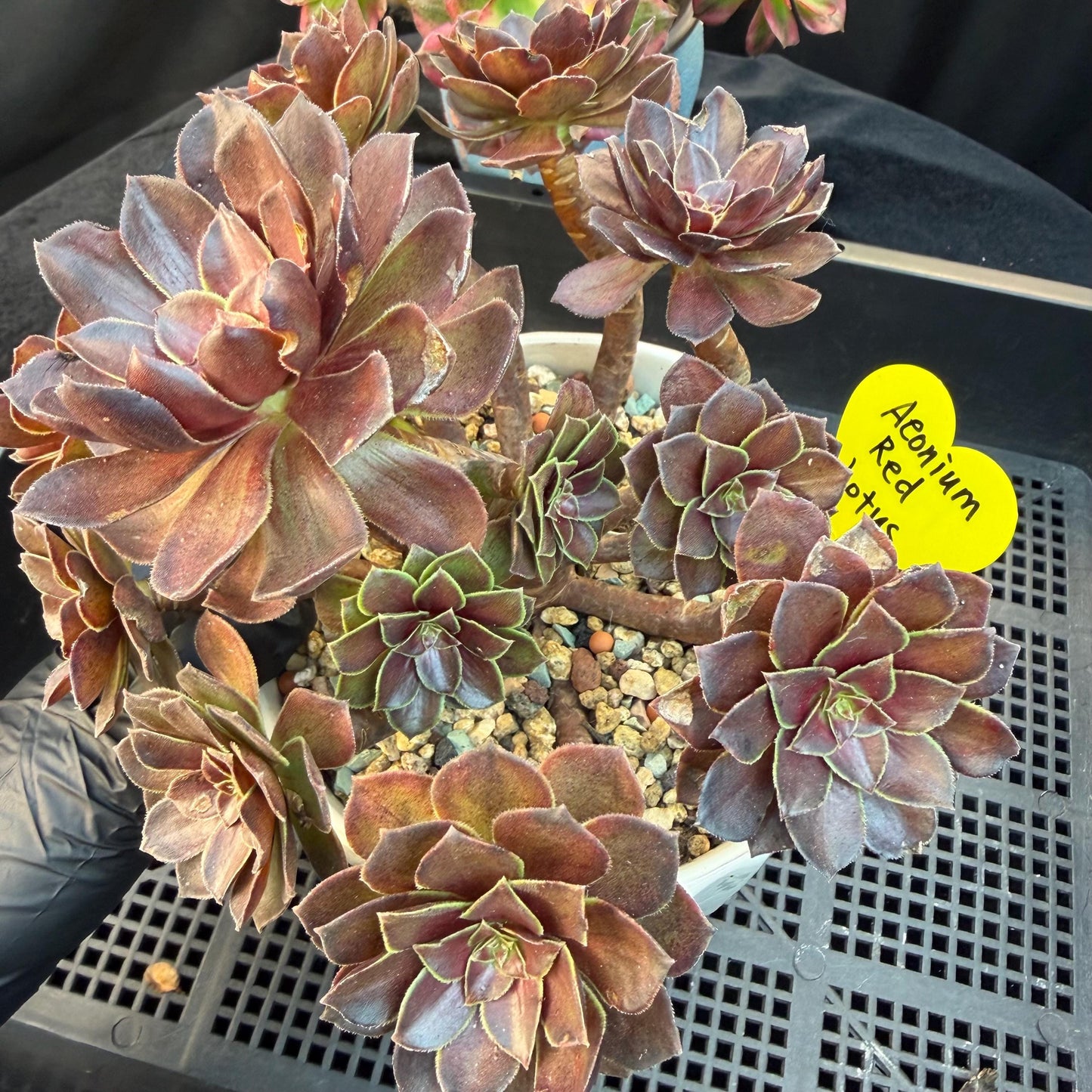 Aeonium'Red Lotus’ big cluster, 6.1inches , H02