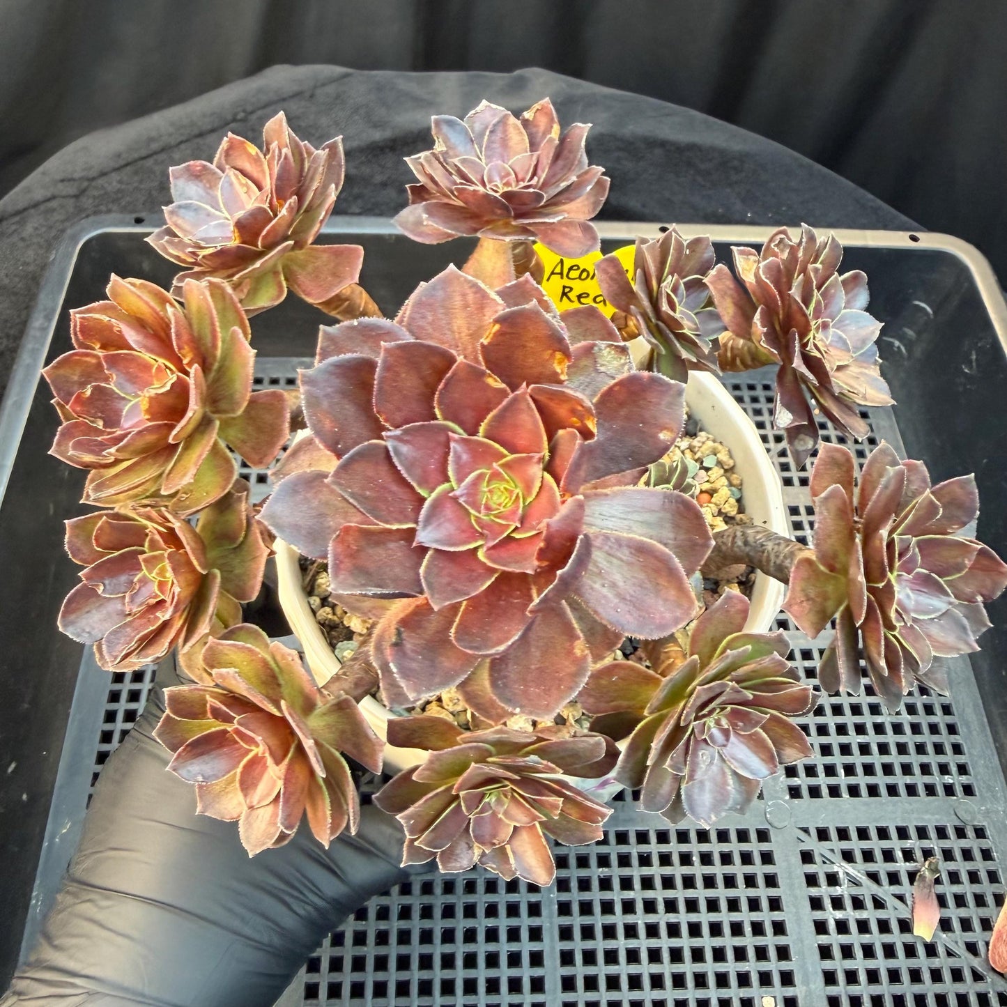 Aeonium'Red Lotus’ big cluster, 6.1inches , H02