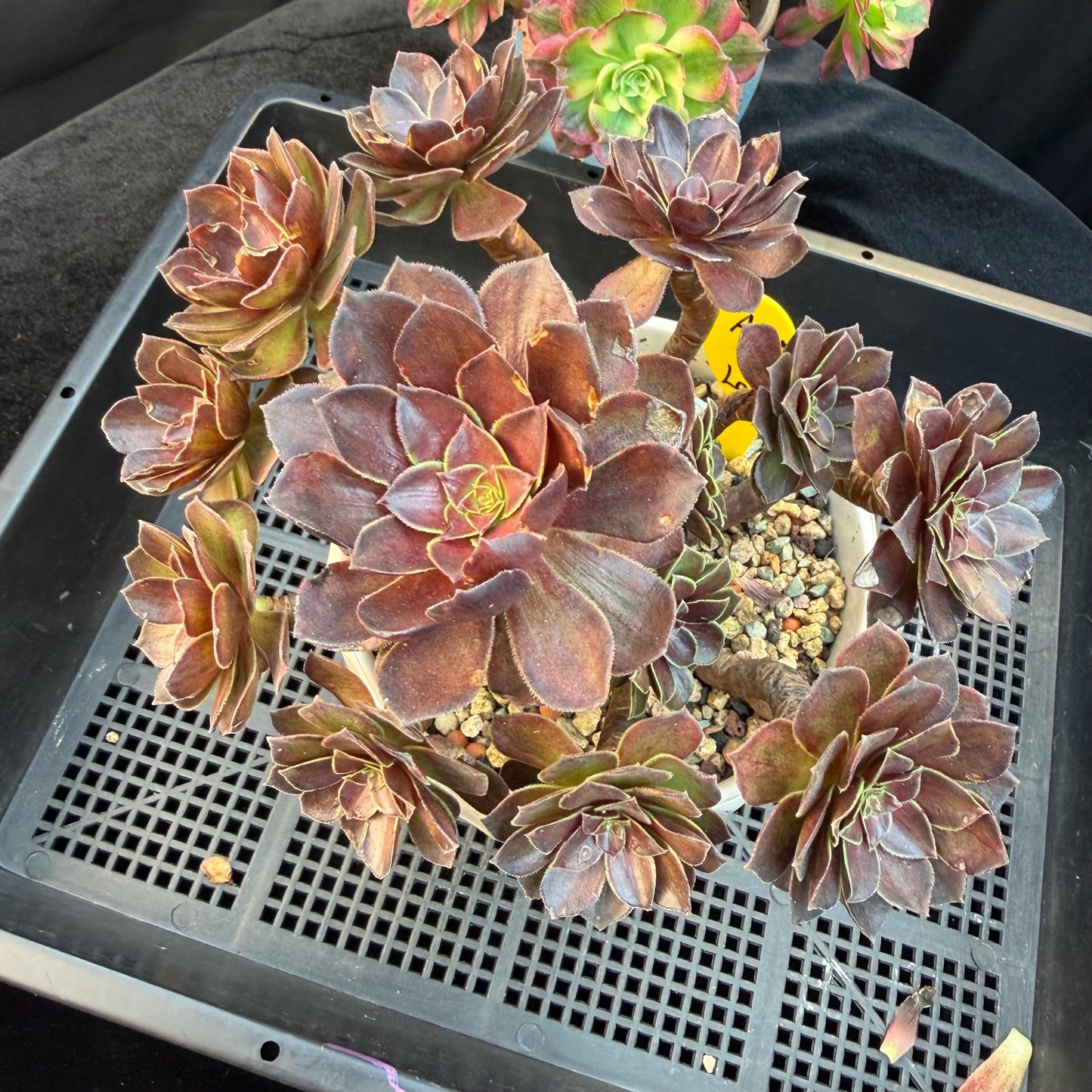 Aeonium'Red Lotus’ big cluster, 6.1inches , H02