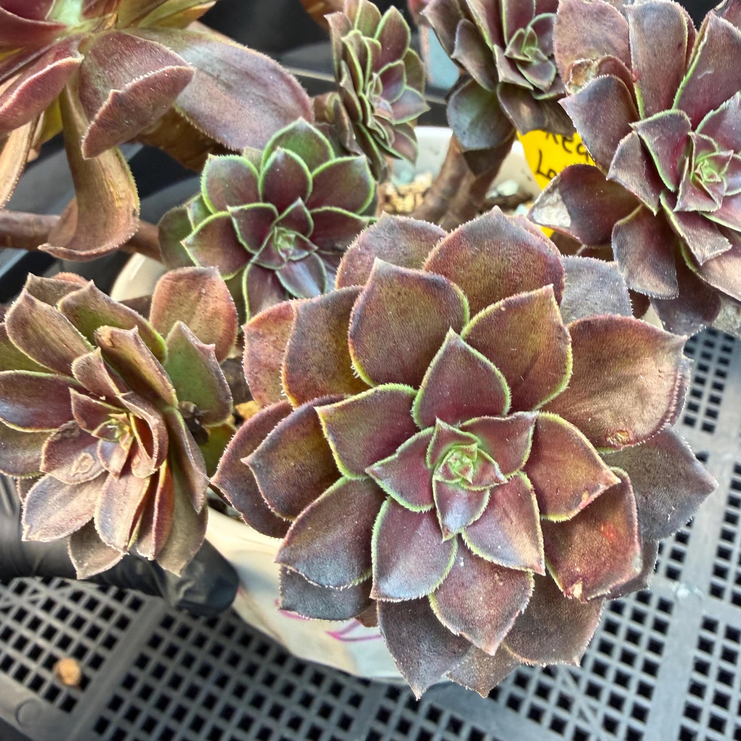 Aeonium'Red Lotus’ big cluster, 6.1inches , H02