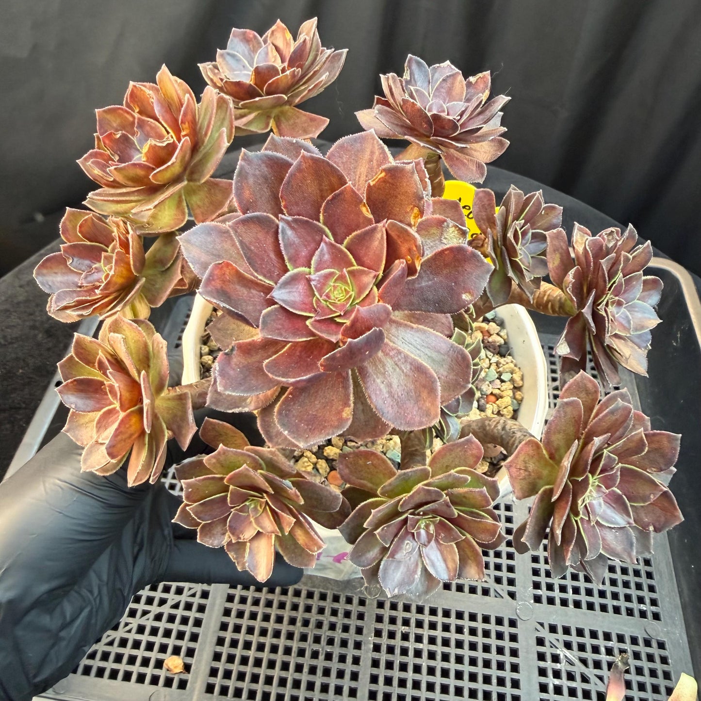 Aeonium'Red Lotus’ big cluster, 6.1inches , H02