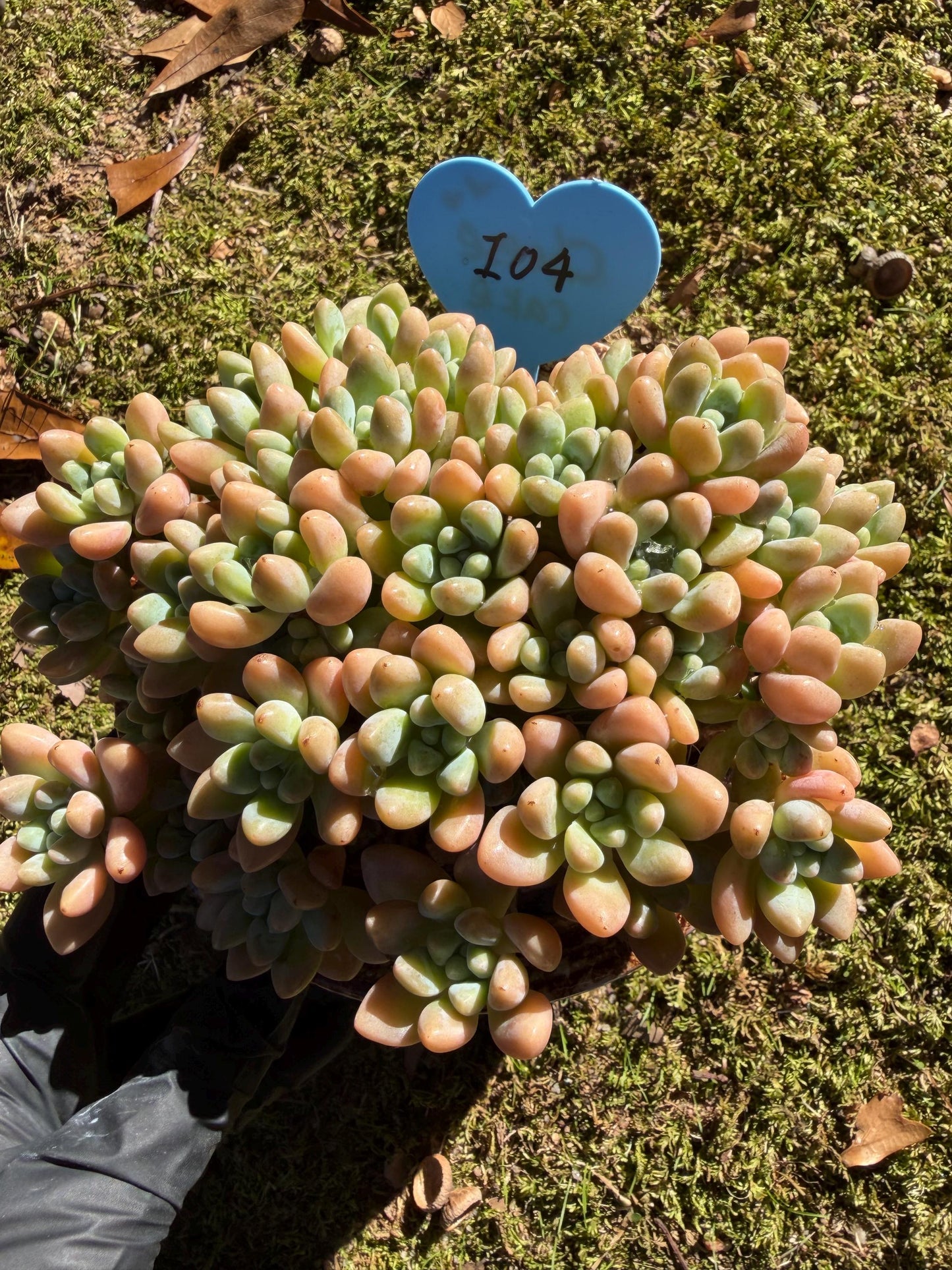 Echeveria  ‘cheese cake. ’,  5inches, I04