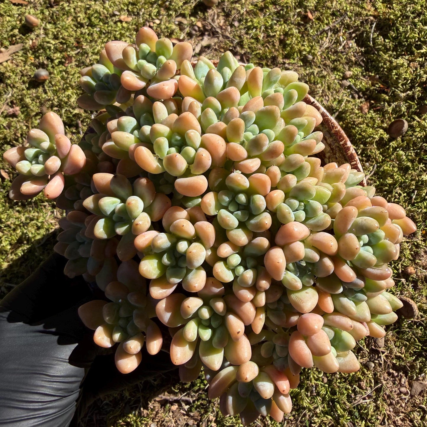 Echeveria  ‘cheese cake. ’,  5inches, I04