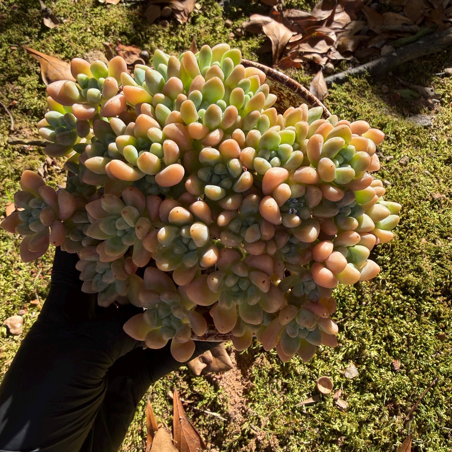 Echeveria  ‘cheese cake. ’,  5inches, I04