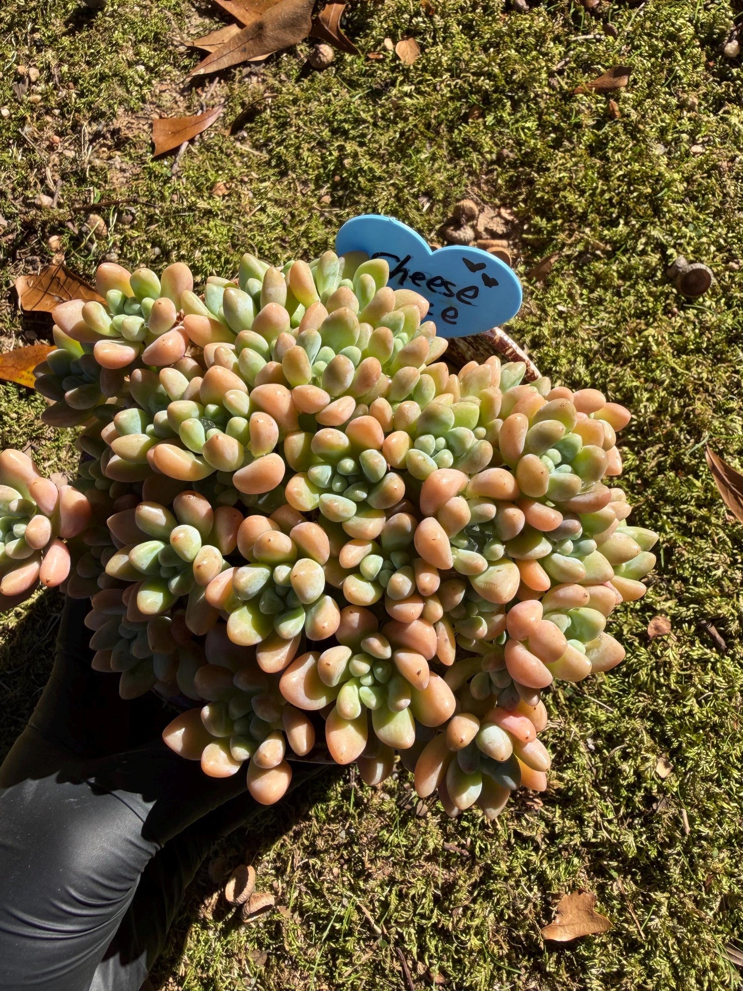 Echeveria  ‘cheese cake. ’,  5inches, I04