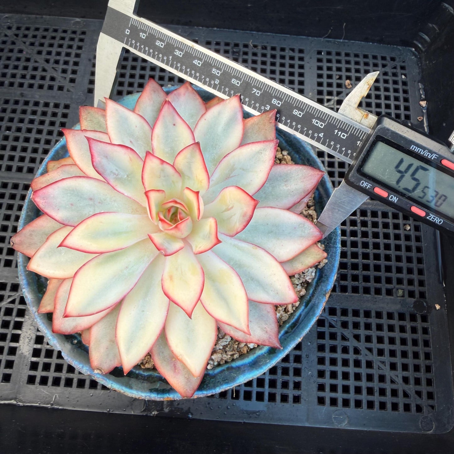 Echeveria  ‘Moon goddess variegated ', 4.5inches, A018