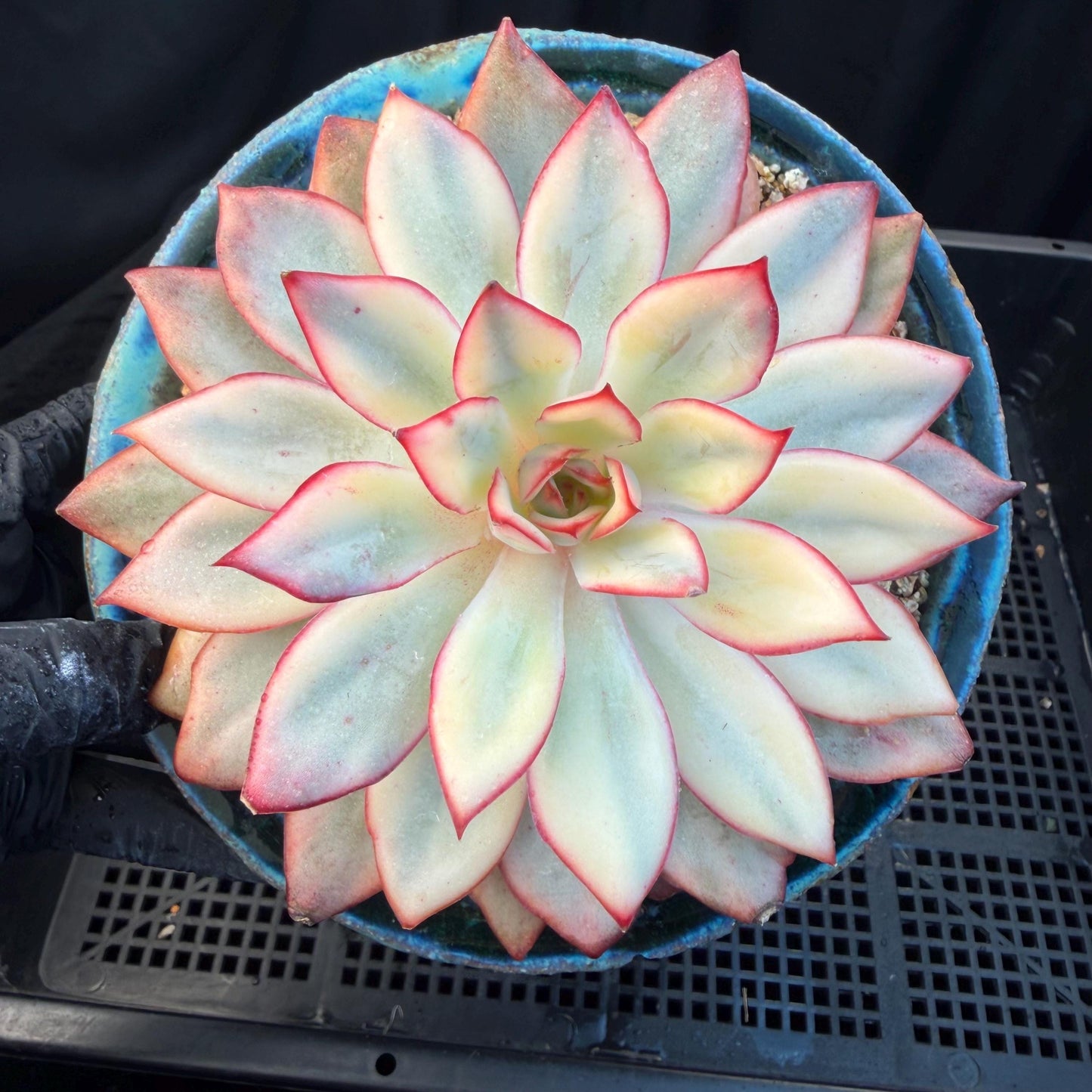 Echeveria  ‘Moon goddess variegated ', 4.5inches, A018