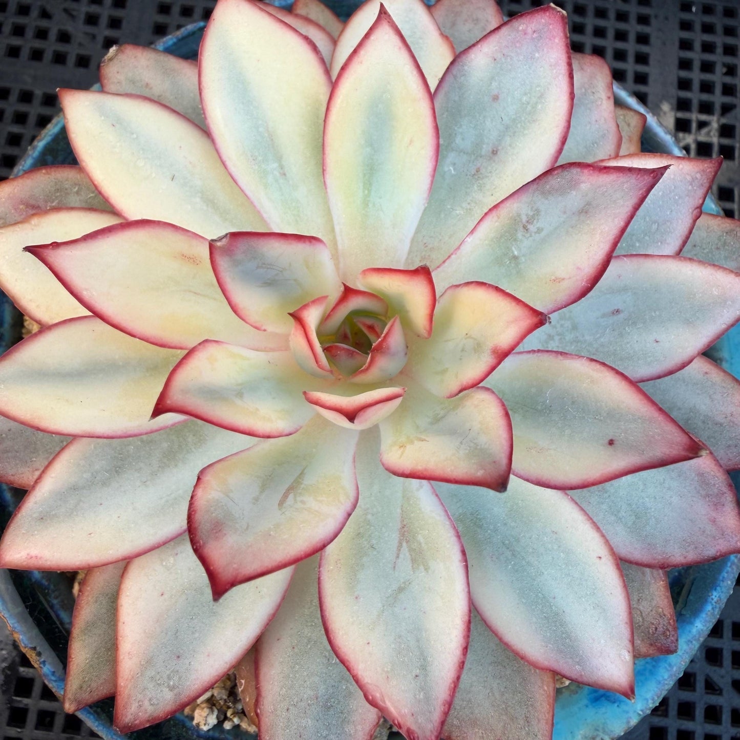 Echeveria  ‘Moon goddess variegated ', 4.5inches, A018