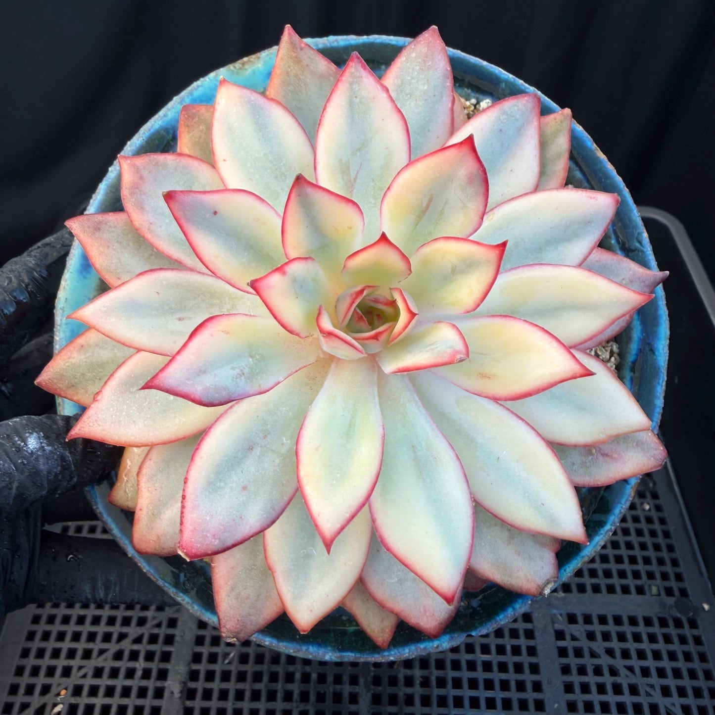 Echeveria  ‘Moon goddess variegated ', 4.5inches, A018