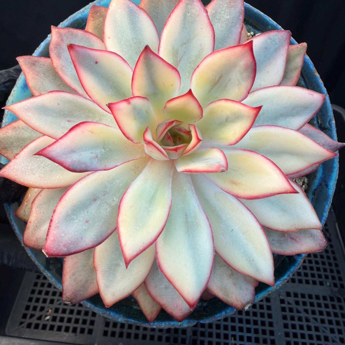 Echeveria  ‘Moon goddess variegated ', 4.5inches, A018