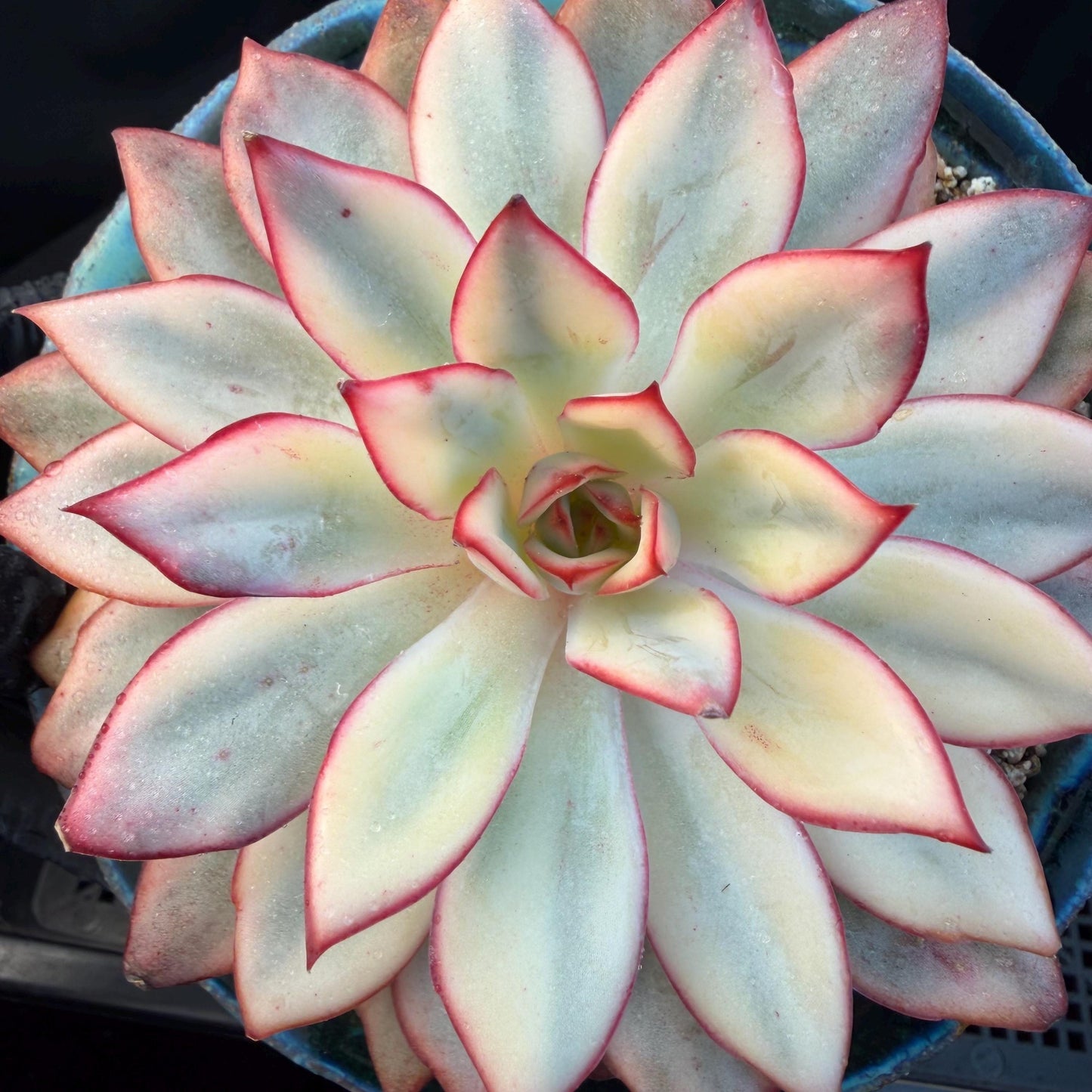Echeveria  ‘Moon goddess variegated ', 4.5inches, A018