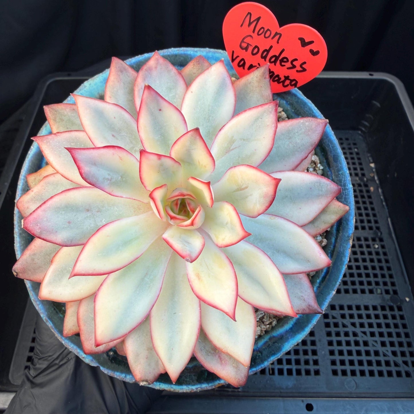 Echeveria  ‘Moon goddess variegated ', 4.5inches, A018