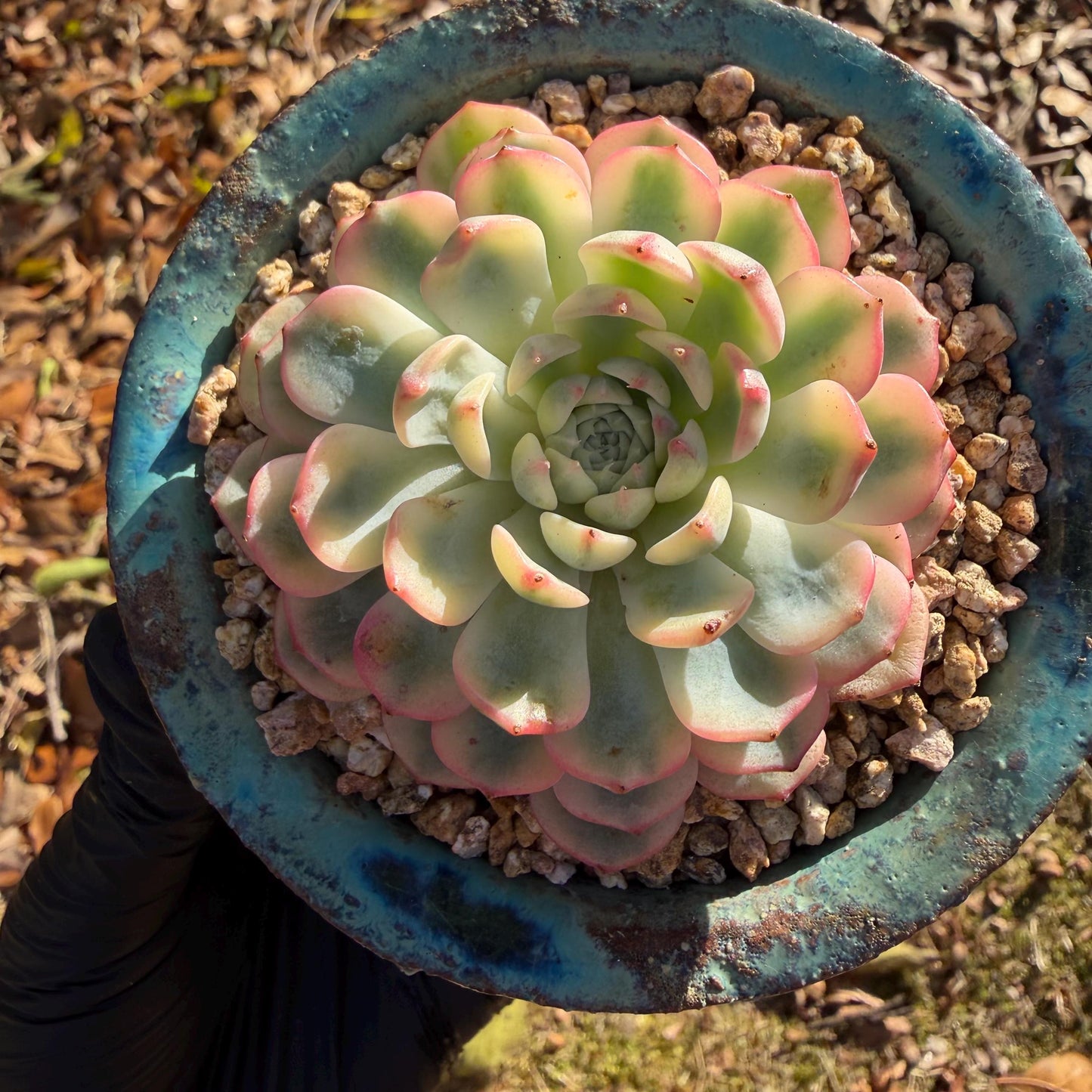 Echeveria  ‘Minima variegated', 2.7inches, L10