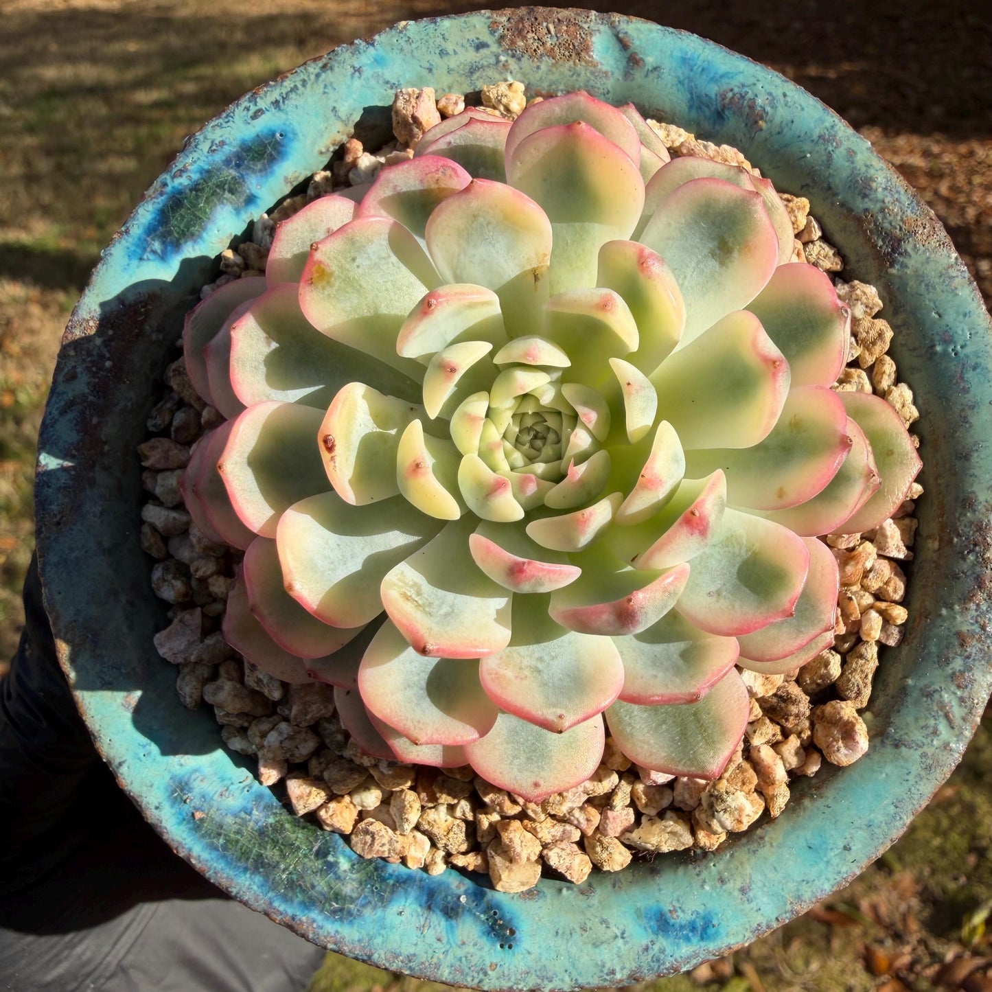 Echeveria  ‘Minima variegated', 2.7inches, L10