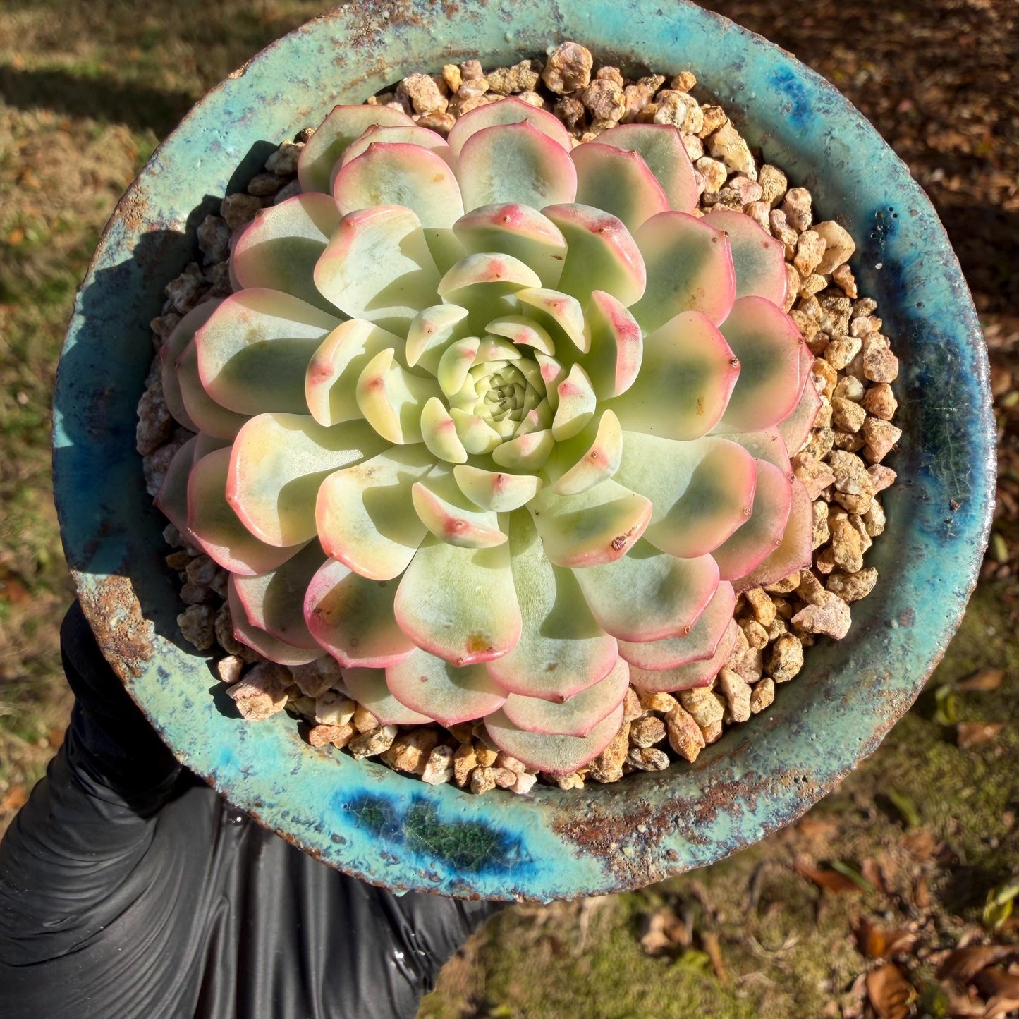 Echeveria  ‘Minima variegated', 2.7inches, L10