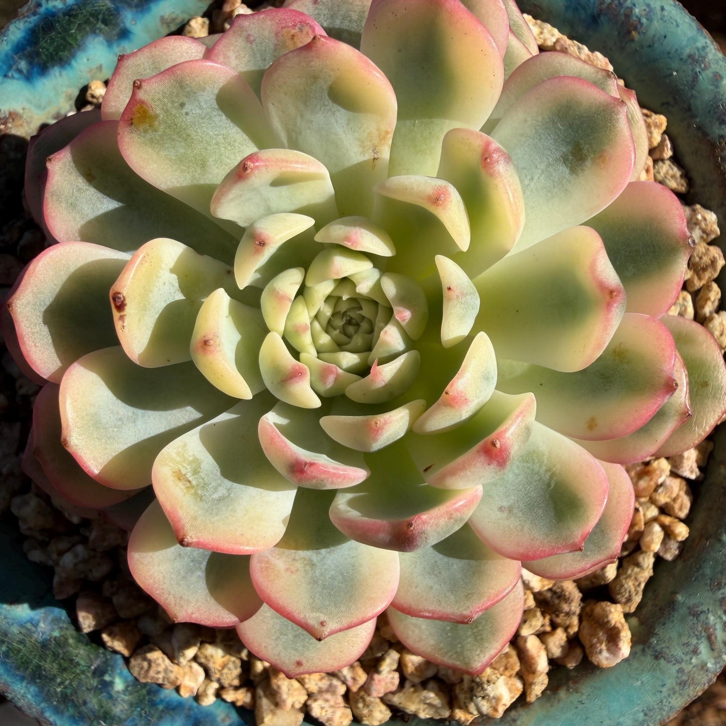 Echeveria  ‘Minima variegated', 2.7inches, L10
