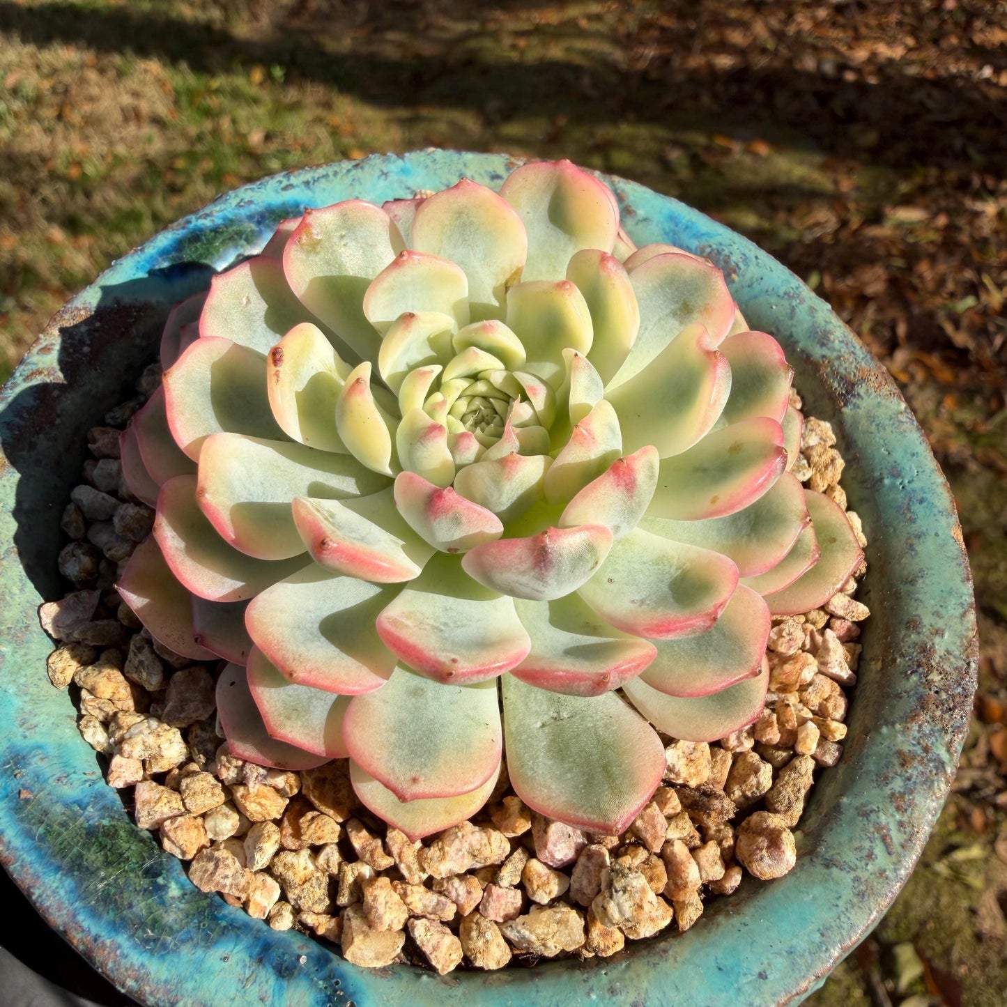 Echeveria  ‘Minima variegated', 2.7inches, L10