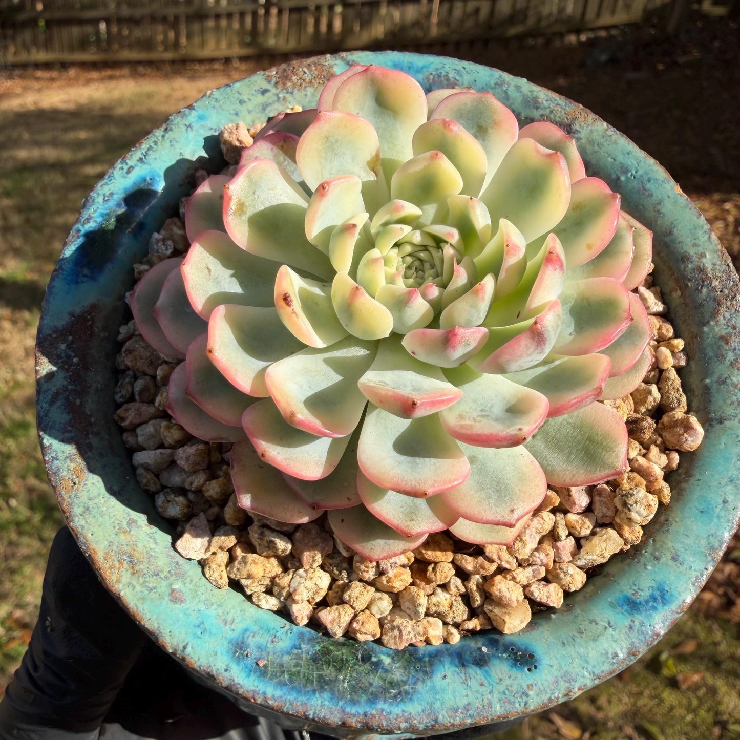 Echeveria  ‘Minima variegated', 2.7inches, L10
