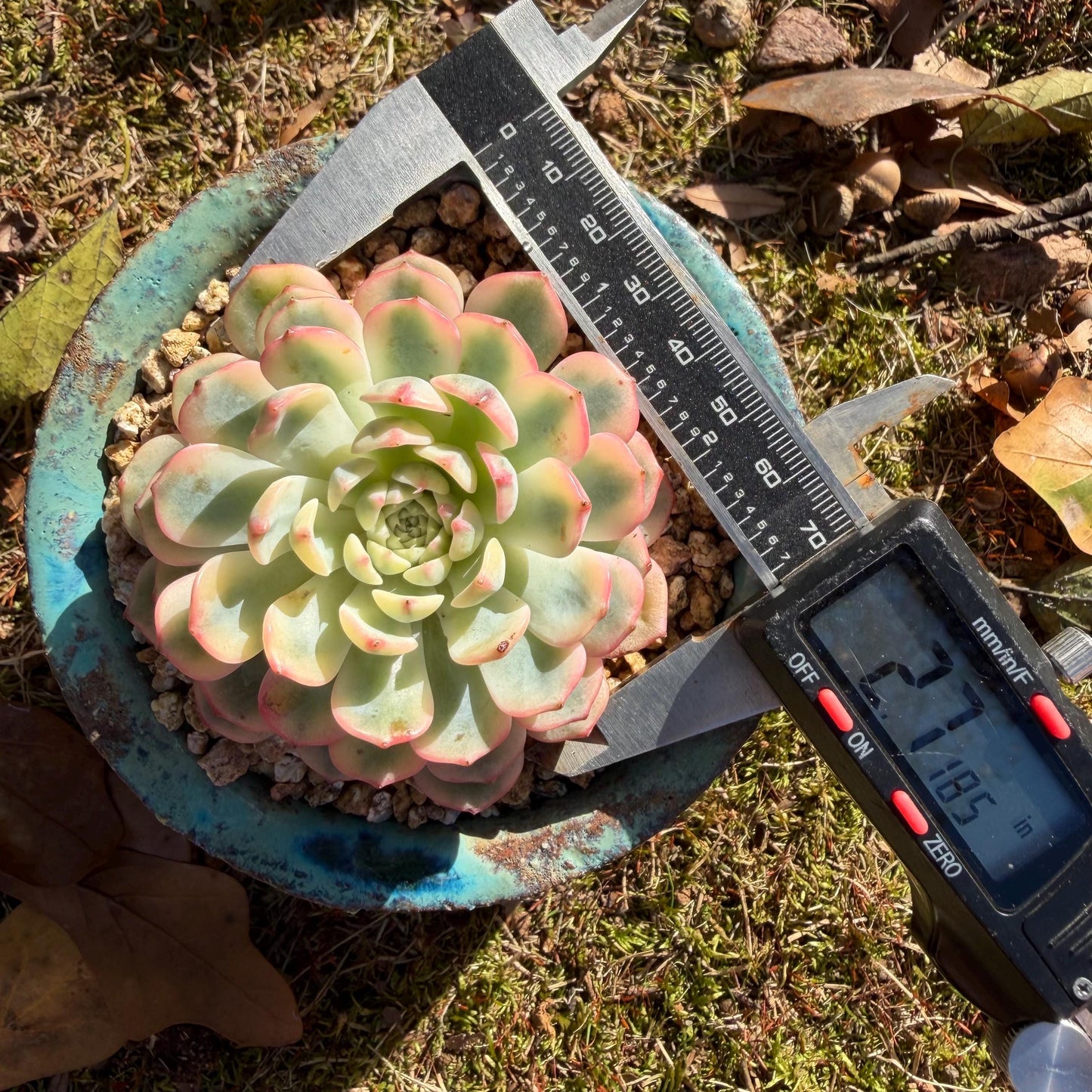 Echeveria  ‘Minima variegated', 2.7inches, L10