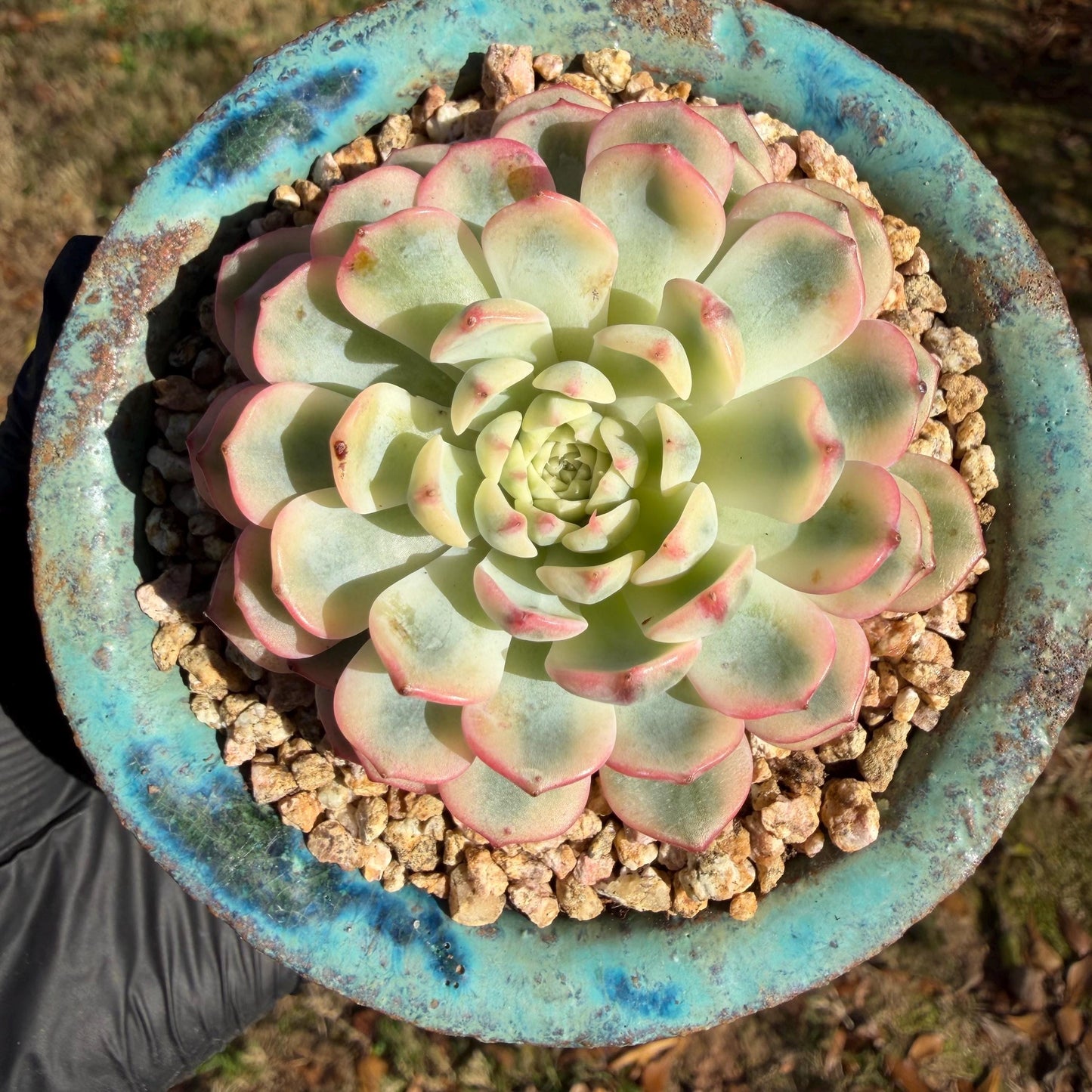 Echeveria  ‘Minima variegated', 2.7inches, L10
