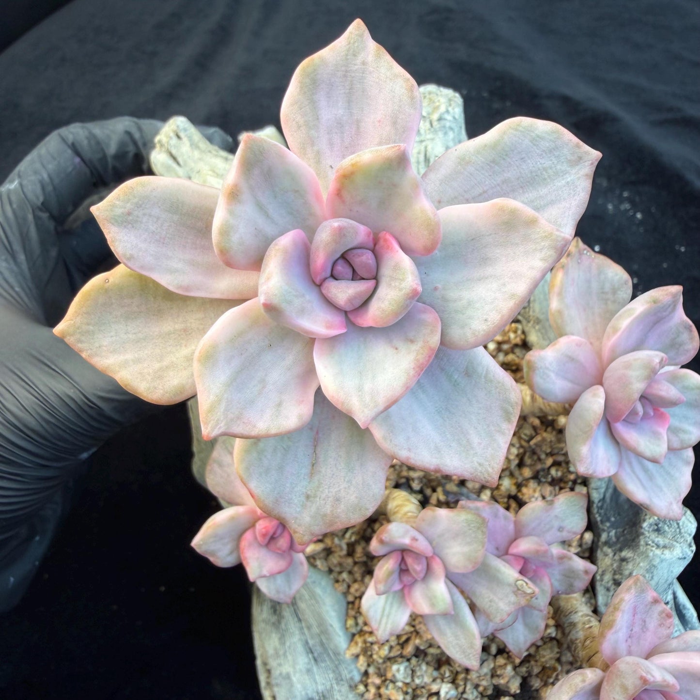 Echeveria  ‘.Mrs  Richard variegated’, 5.1inches, G23