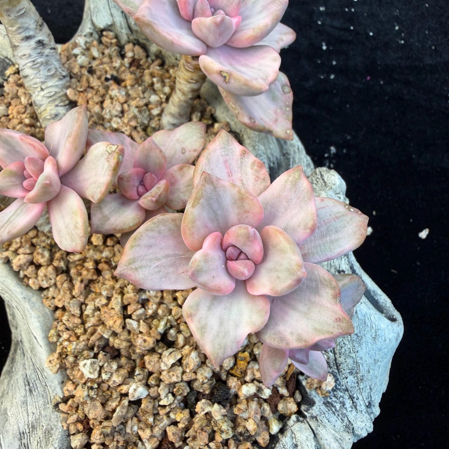 Echeveria  ‘.Mrs  Richard variegated’, 5.1inches, G23