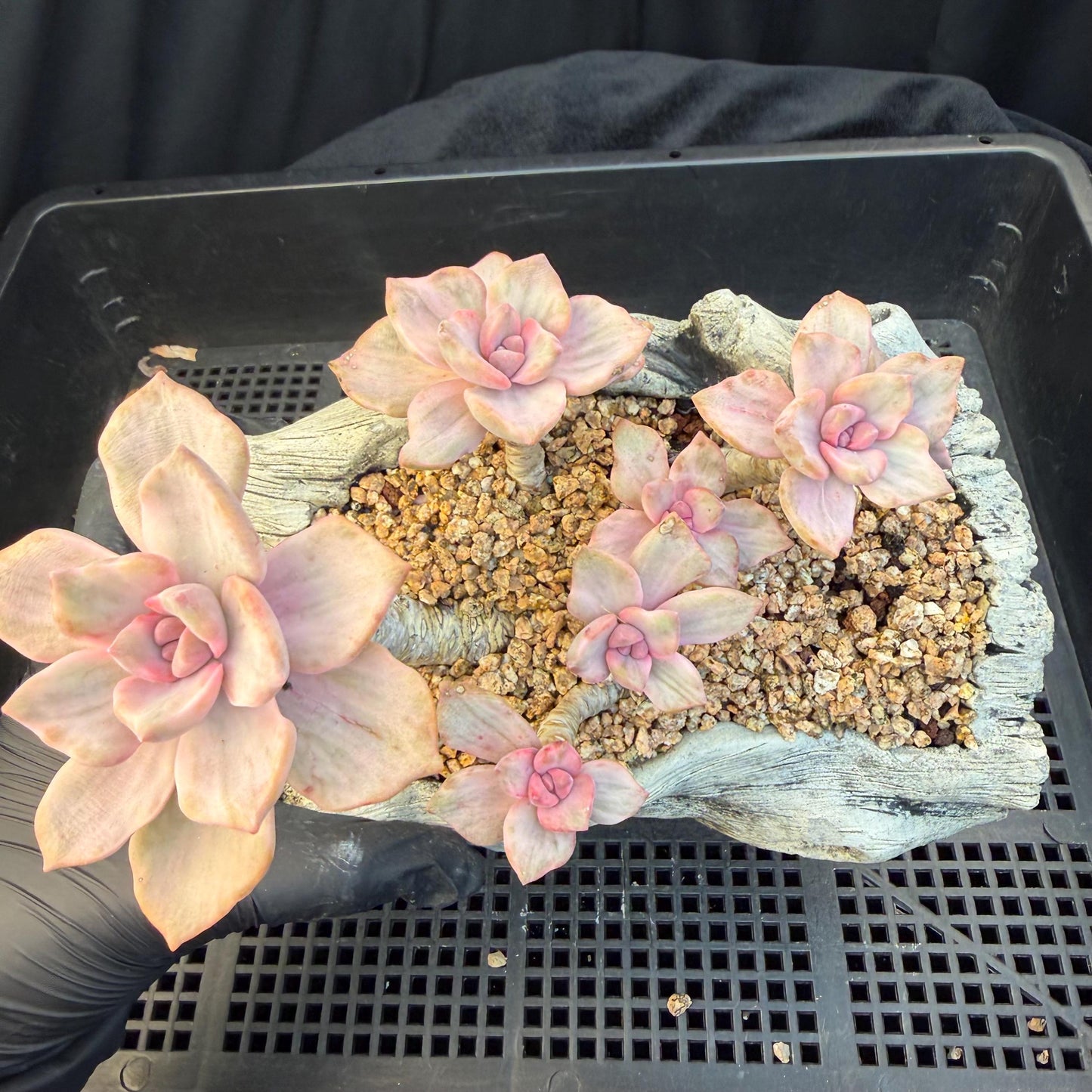 Echeveria  ‘.Mrs  Richard variegated’, 5.1inches, G23