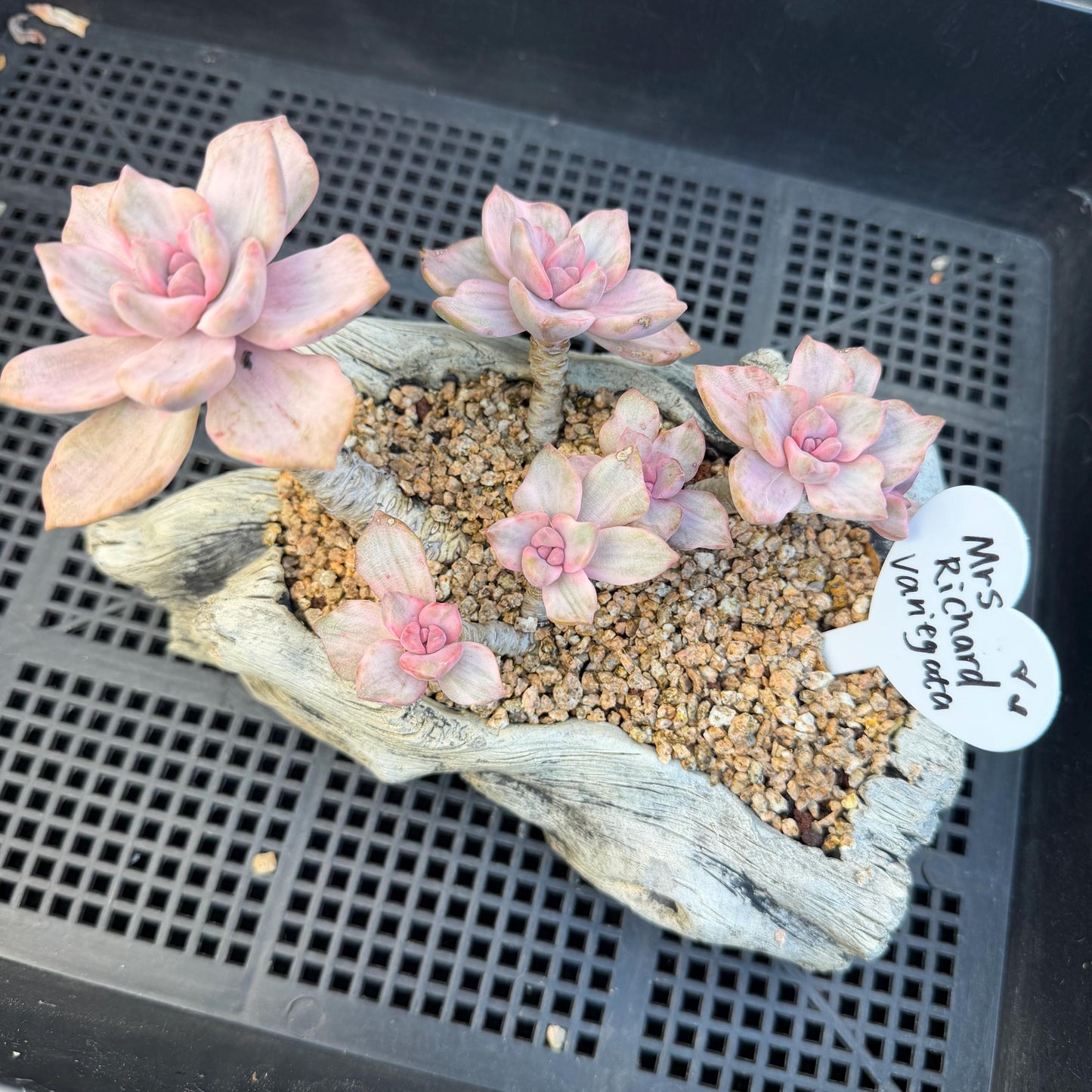 Echeveria  ‘.Mrs  Richard variegated’, 5.1inches, G23