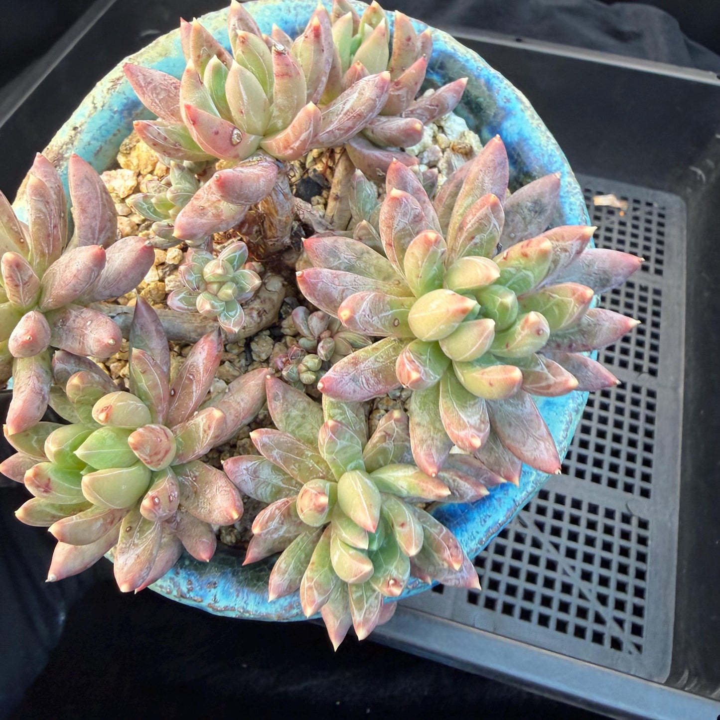 Echeveria 'Prismatic Star ' cluster, 3.7inches, G19