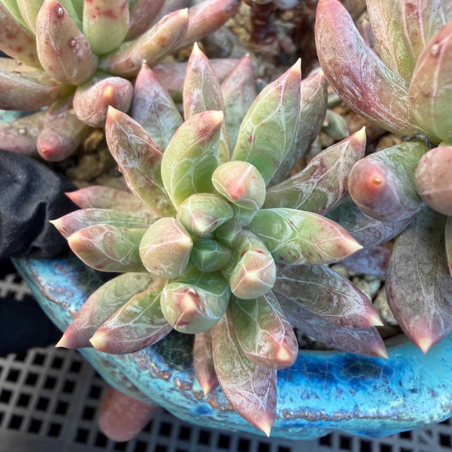 Echeveria 'Prismatic Star ' cluster, 3.7inches, G19