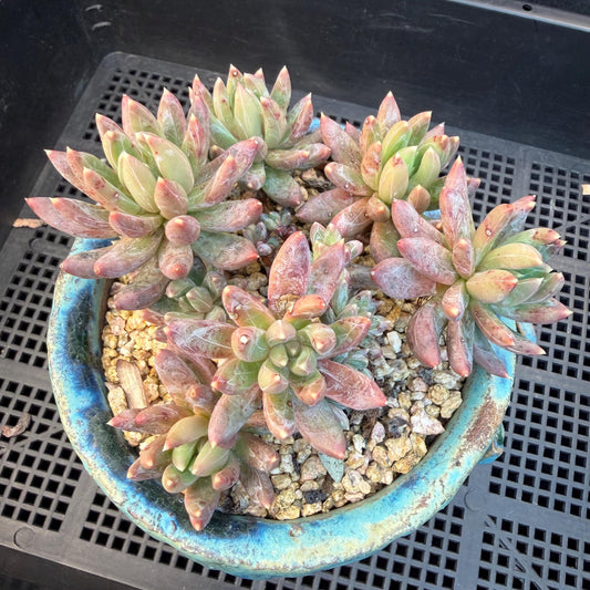 Echeveria 'Prismatic Star ' cluster, 3.7inches, G19