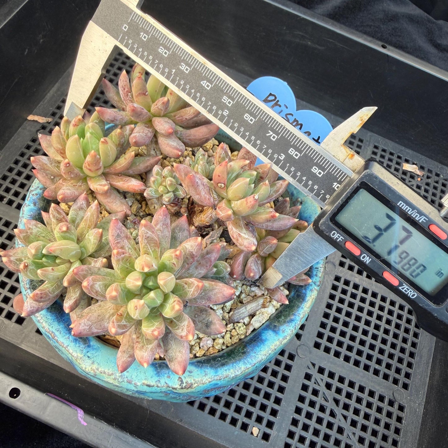 Echeveria 'Prismatic Star ' cluster, 3.7inches, G19