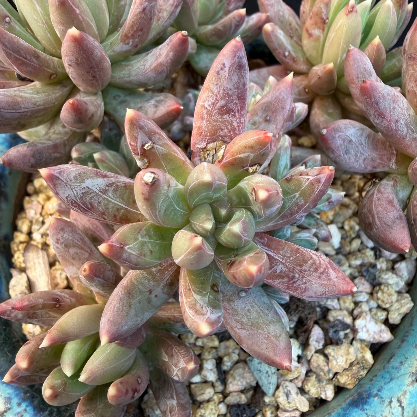 Echeveria 'Prismatic Star ' cluster, 3.7inches, G19