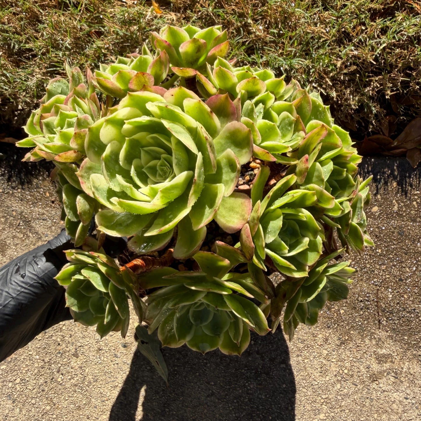 Aeonium' sea king ',  big cluster, 6inches,