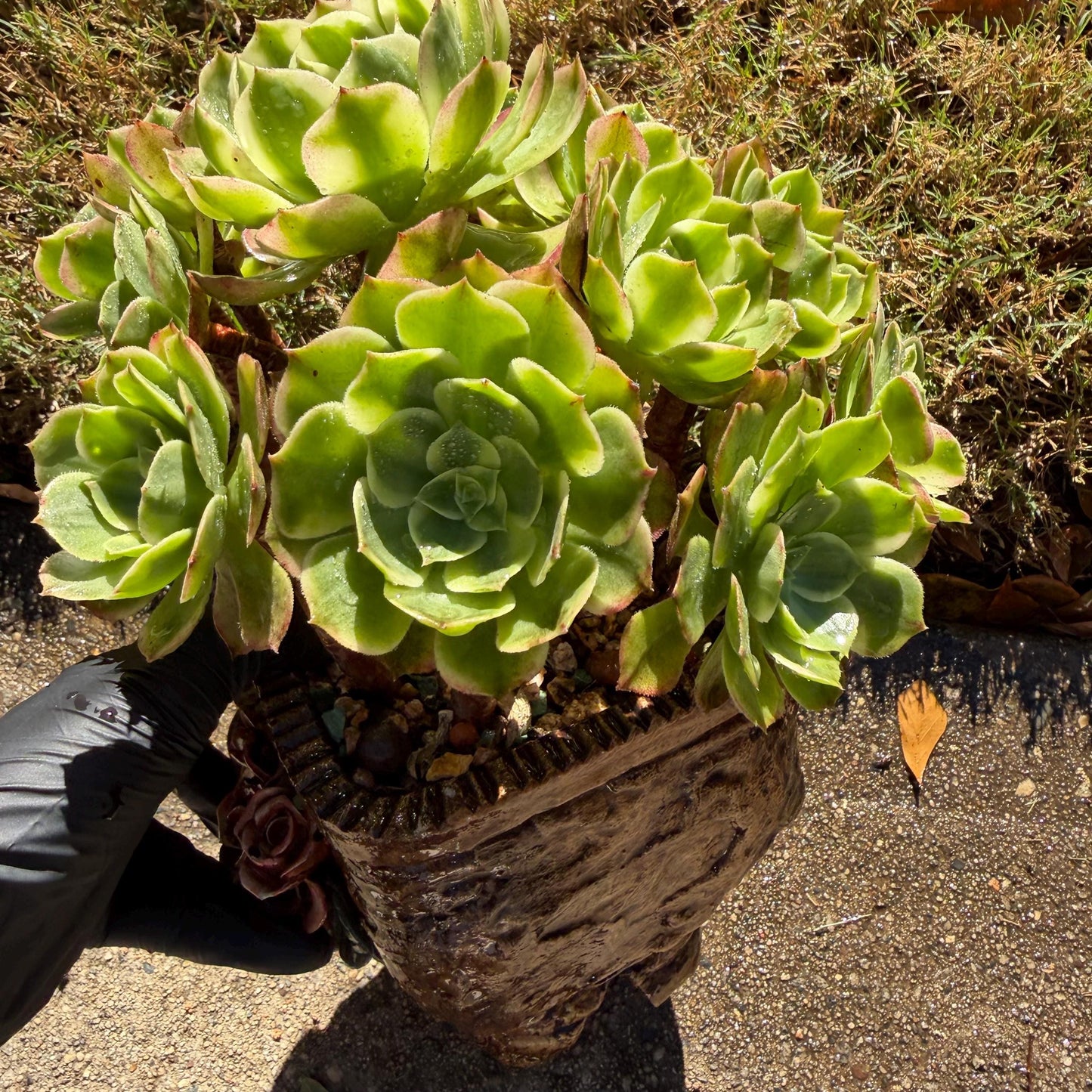 Aeonium' sea king ',  big cluster, 6inches,