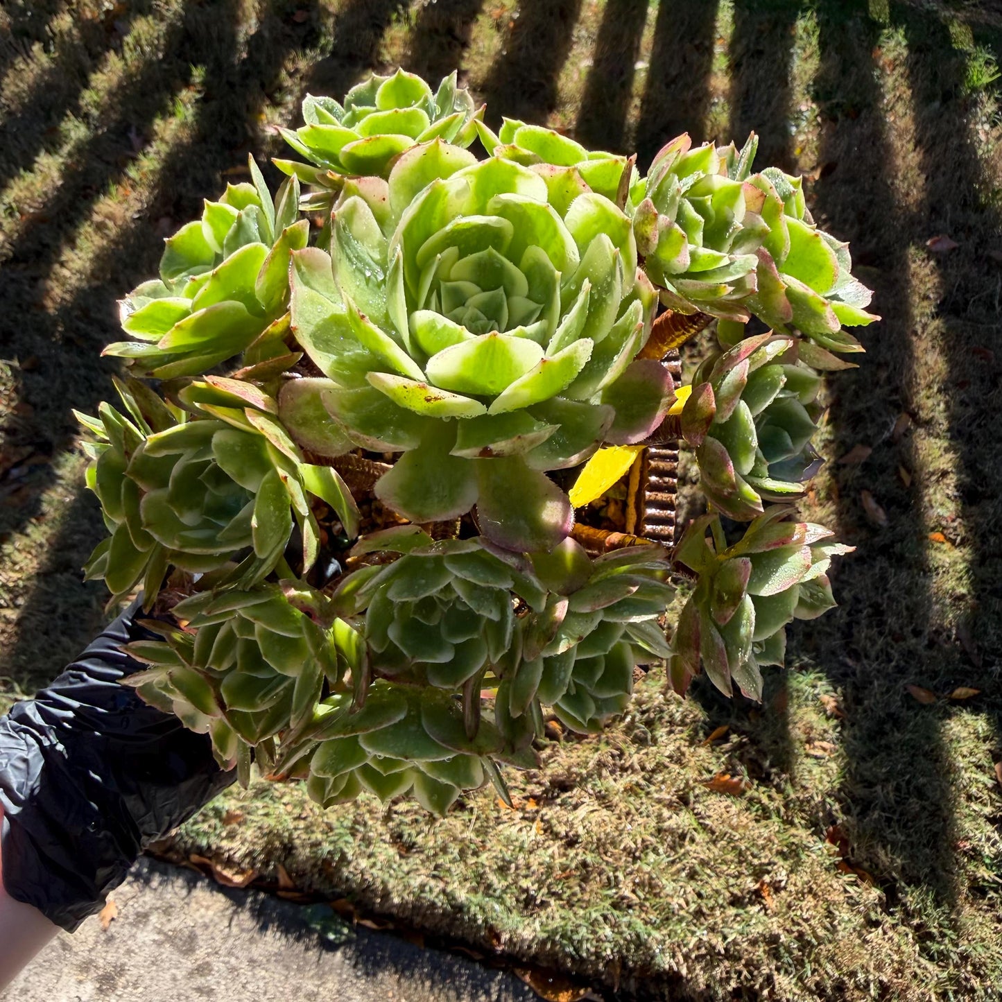 Aeonium' sea king ',  big cluster, 6inches,