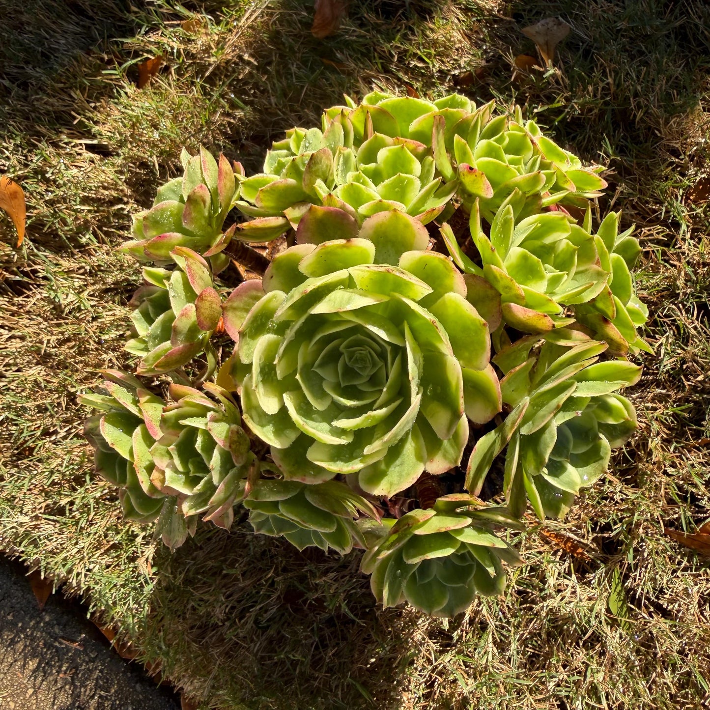 Aeonium' sea king ',  big cluster, 6inches,