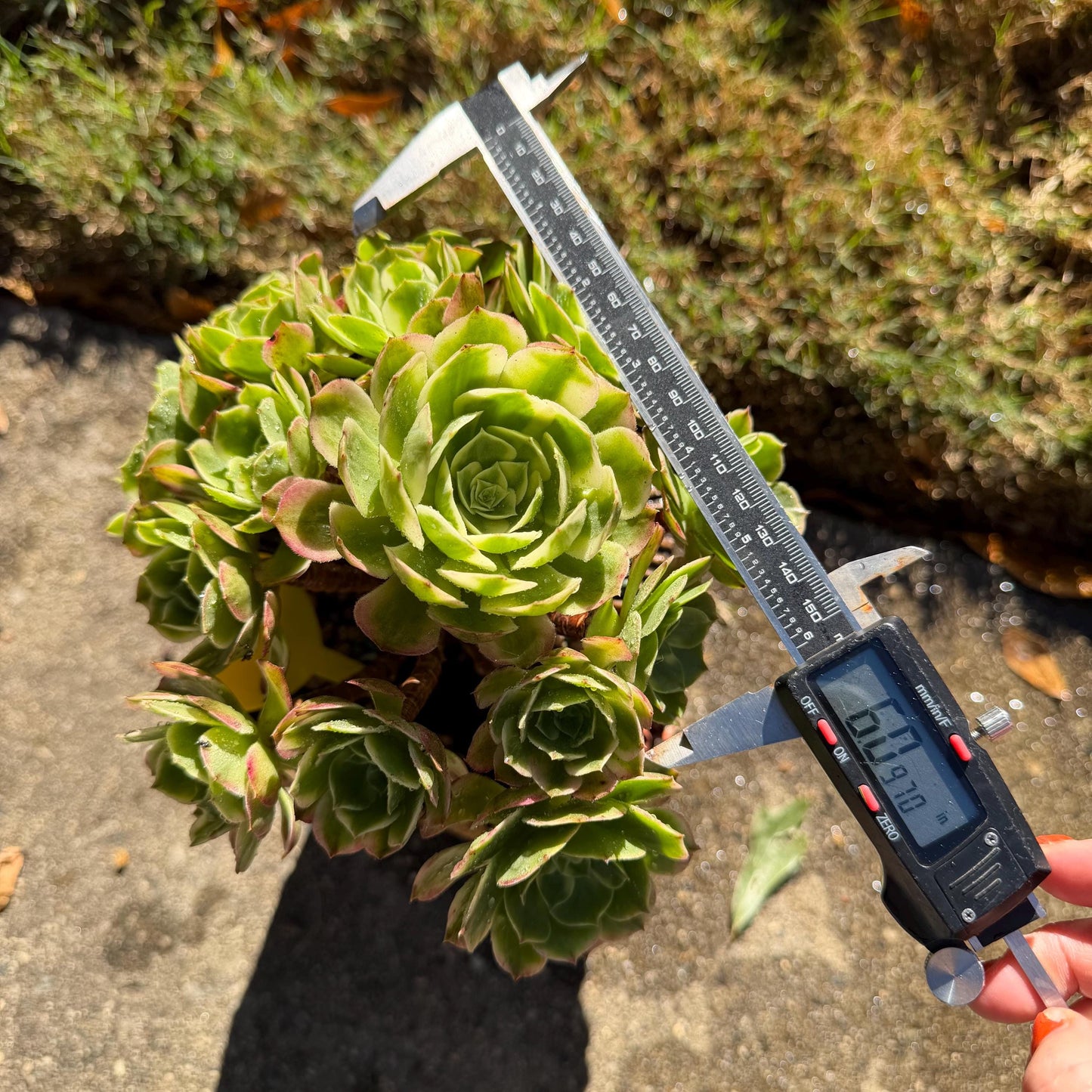 Aeonium' sea king ',  big cluster, 6inches,