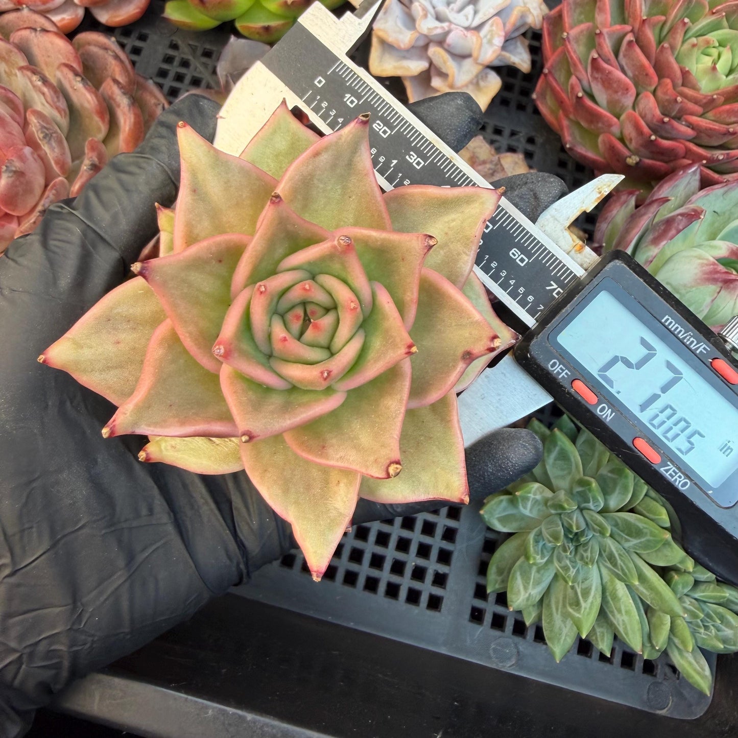 Echeveria  ‘Madiba’, 2.7inches , J09