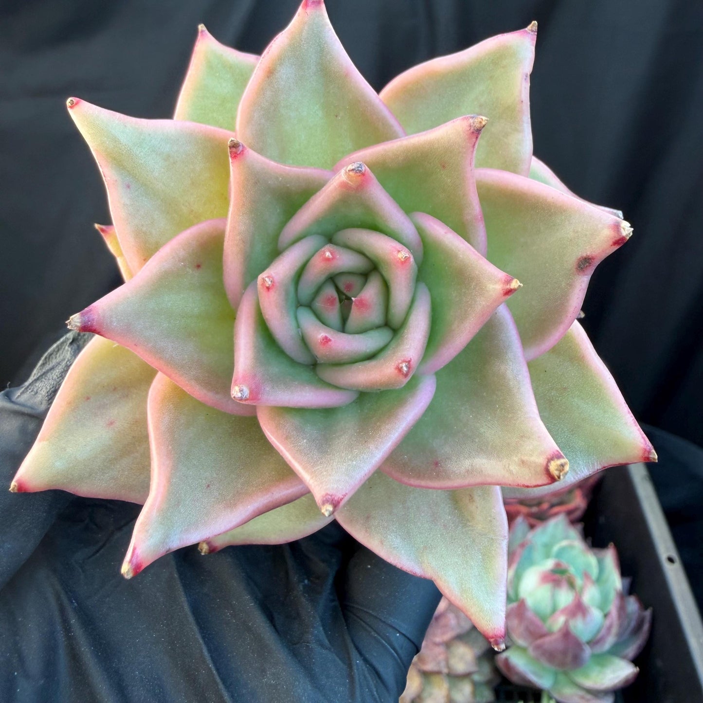 Echeveria  ‘Madiba’, 2.7inches , J09