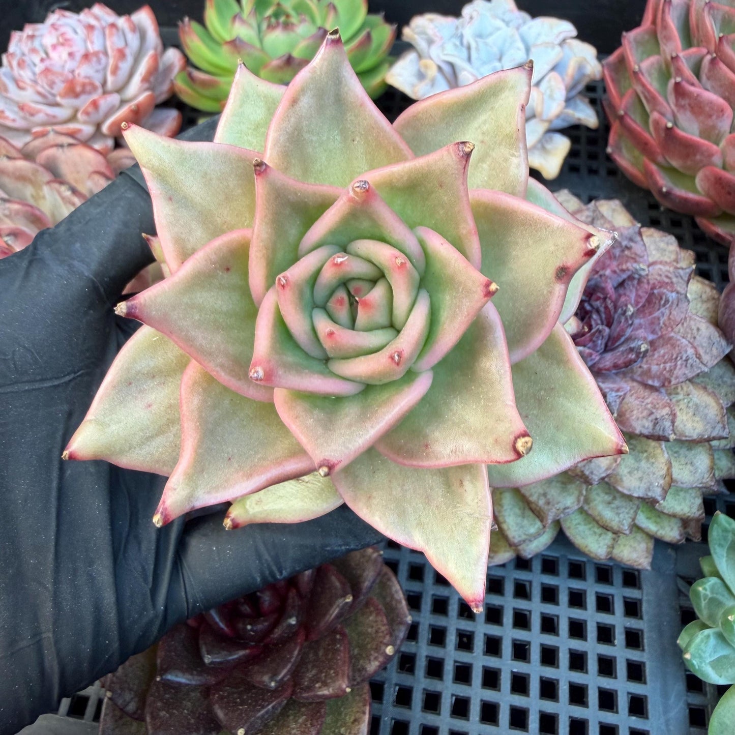 Echeveria  ‘Madiba’, 2.7inches , J09